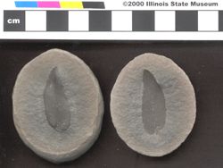 Small image of specimen