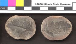 Small image of specimen