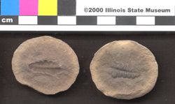 Small image of specimen