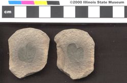 Small image of specimen