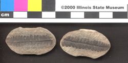 Small image of specimen