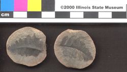 Small image of specimen