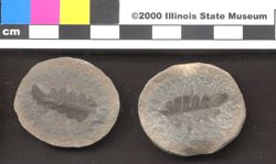 Small image of specimen