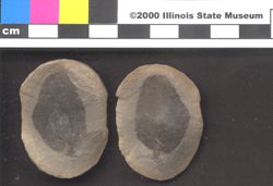 Small image of specimen