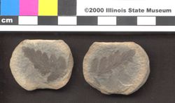 Small image of specimen