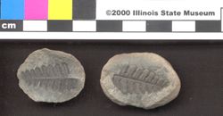 Small image of specimen
