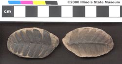 Small image of specimen