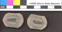Small image of specimen