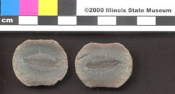 Small image of specimen