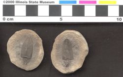 Small image of specimen