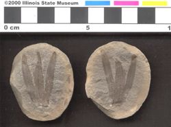 Small image of specimen 14735