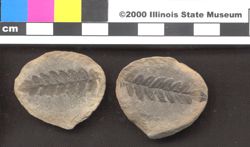 Small image of specimen