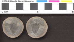 Small image of specimen