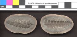 Small image of specimen