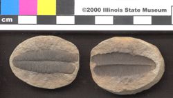 Small image of specimen