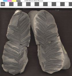 Small image of specimen