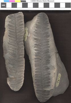Small image of specimen