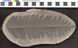 Small image of specimen