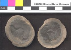 Small image of specimen