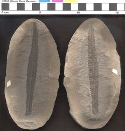 Small image of specimen