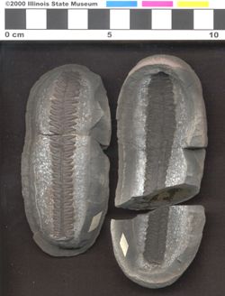 Small image of specimen