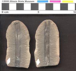Small image of specimen