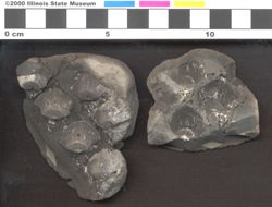 Small image of specimen