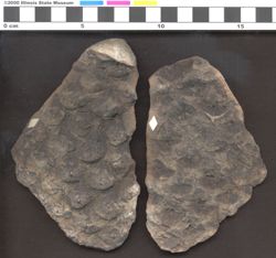 Small image of specimen
