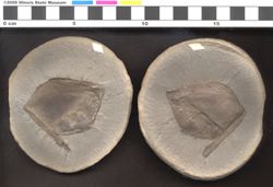 Small image of specimen