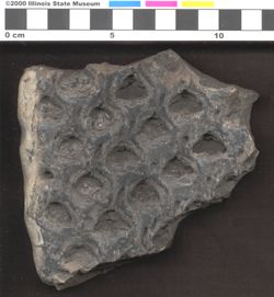 Small image of specimen