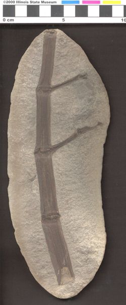 Small image of specimen