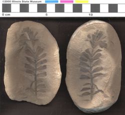 Small image of specimen