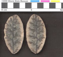 Small image of specimen