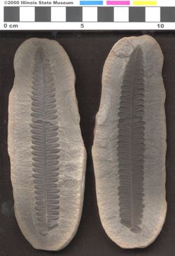 Small image of specimen