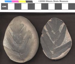 Small image of specimen