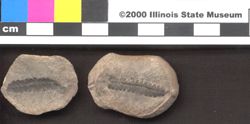 Small image of specimen
