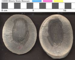 Small image of specimen