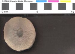 Small image of specimen