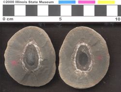 Small image of specimen
