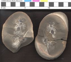 Small image of specimen