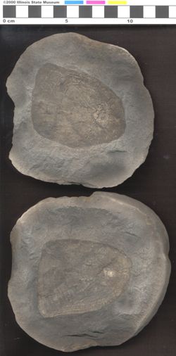 Small image of specimen