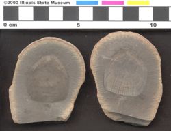 Small image of specimen