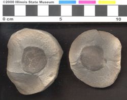 Small image of specimen