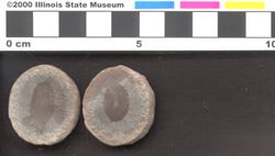 Small image of specimen