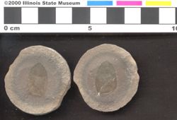 Small image of specimen