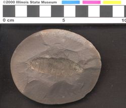 Small image of specimen