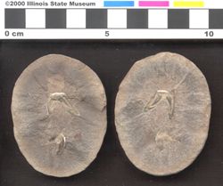 Small image of specimen