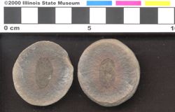 Small image of specimen