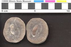 Small image of specimen