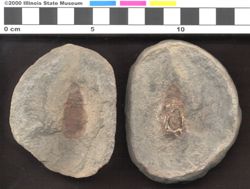 Small image of specimen